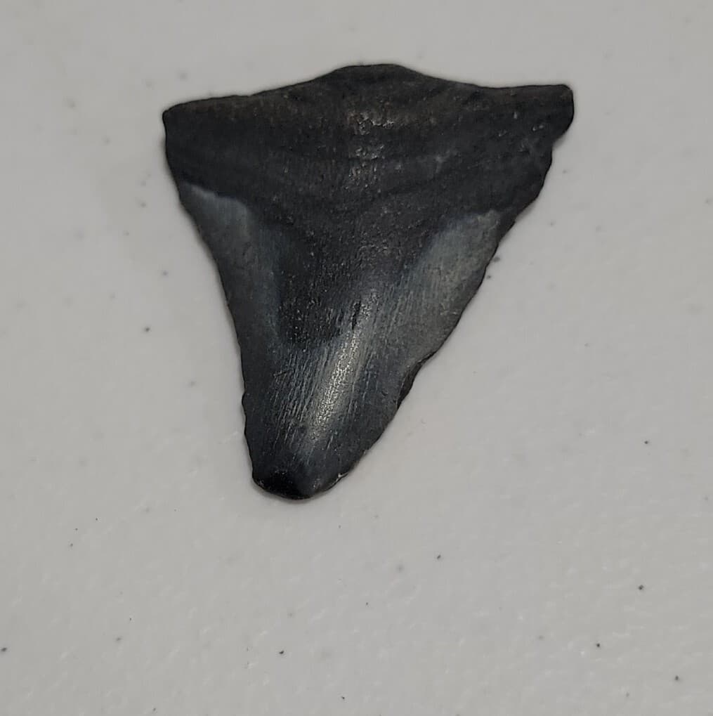 Megalodon Sharks  NO RESTORATIONS fossil sharks teeth tooth 5