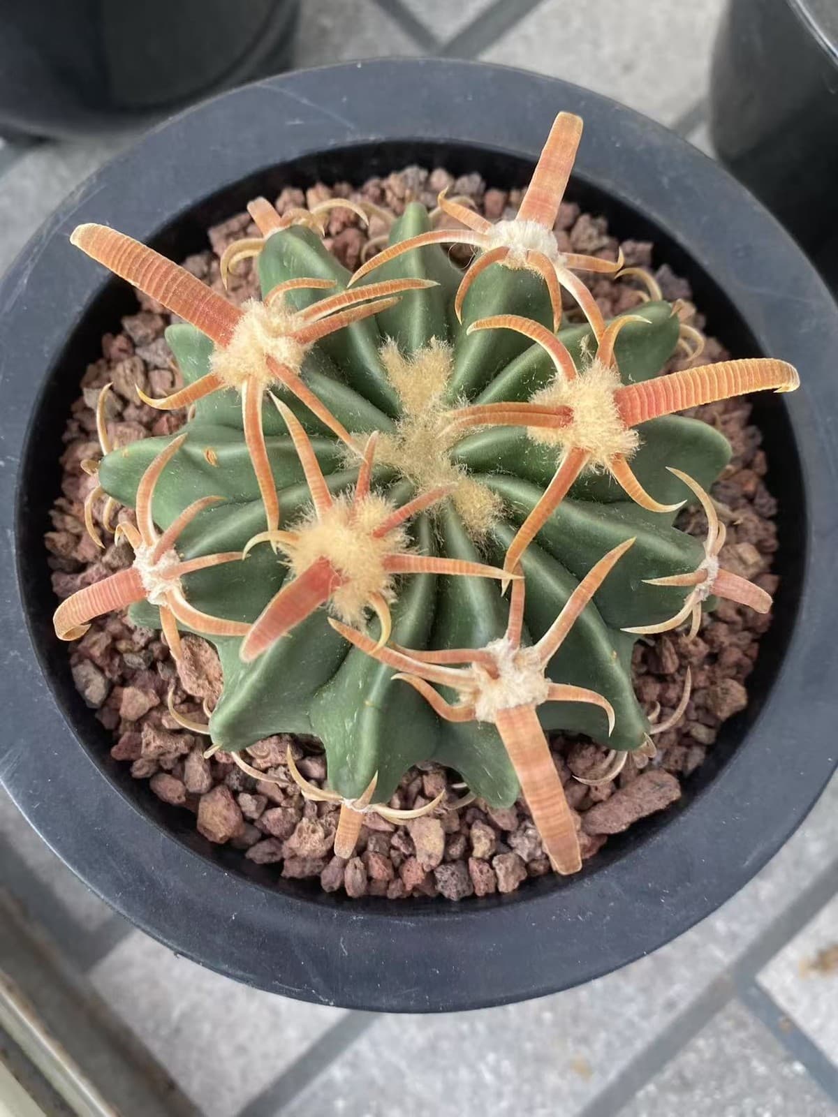 6-7CM RareSucculent Plant Echinocactus texensis SeedGrowth Cactus 2