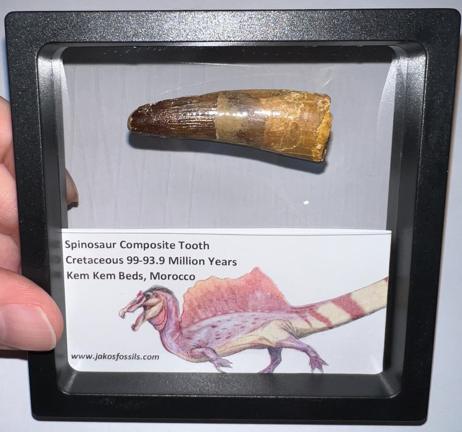 SPINOSAURUS SPINOSAUR Fossil Composite Dinosaur Tooth Lot! 2 IN One per Order 5