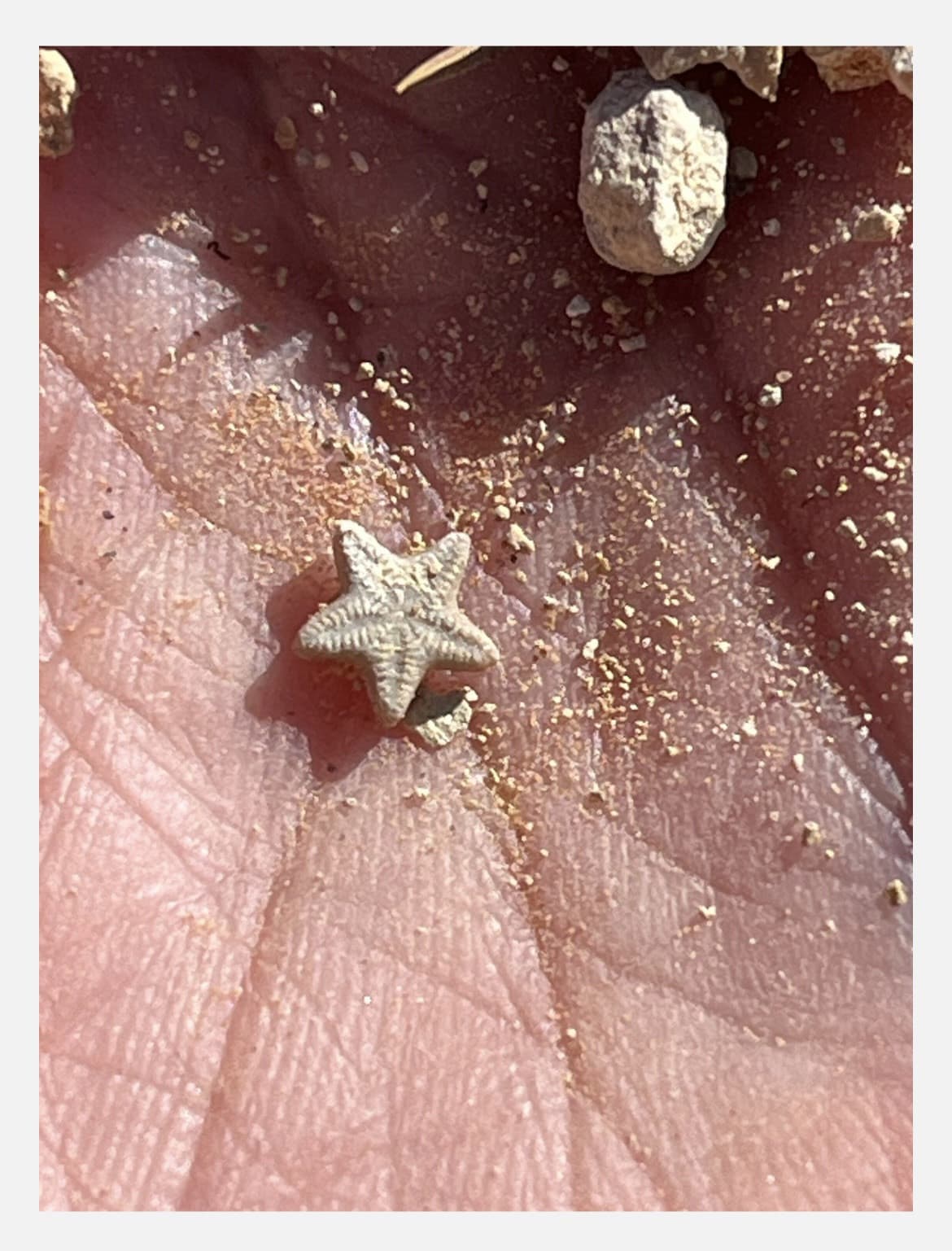 Utah Fossil Star Crinoid Pentacrinus Jurassic Age Echinoderm 6