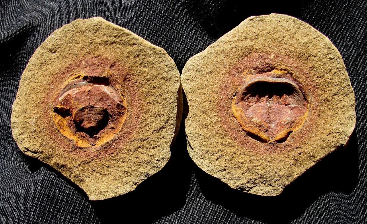 EXTREMELY COLORFUL AND RARE SPLIT PAIR EUPROOPS FROM MISSOURI- NOT MAZON CREEK