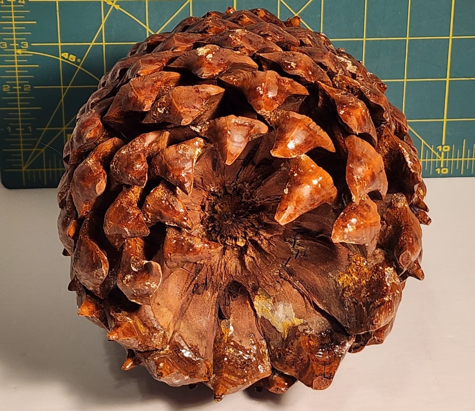 Large Pine Cone 8.5” Tall 6” Wide - Cured 4