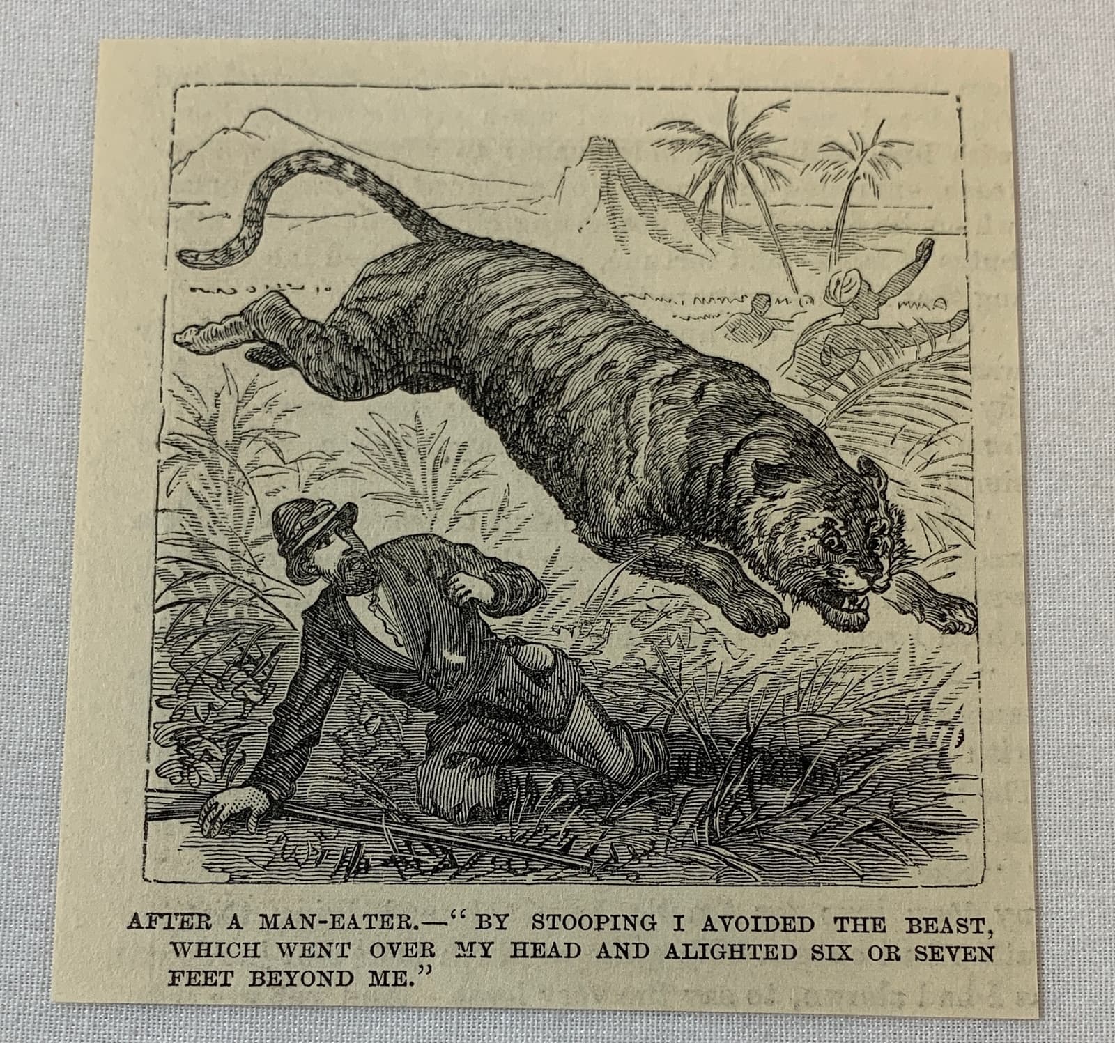 1885 magazine engraving~ AFTER A MAN-EATER, Man avoids tiger attack