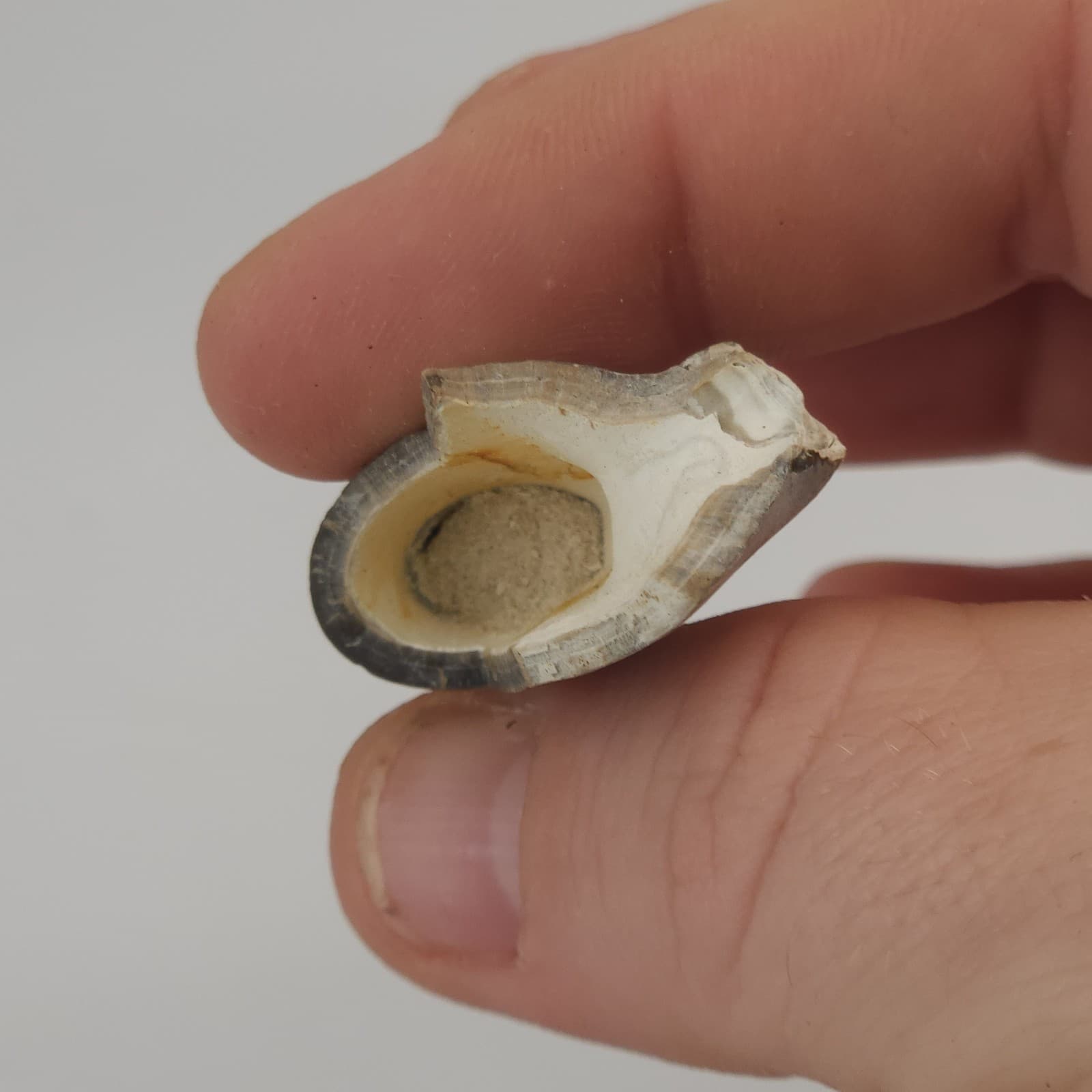 Crab Claw Fossil - Florida  5