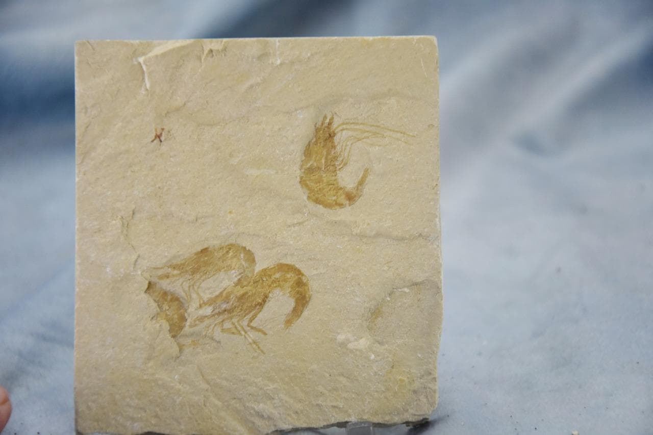 Lebanese Three (3) Shrimp Fossil 96 million year old Real Dino age Fossil 5024aa 5