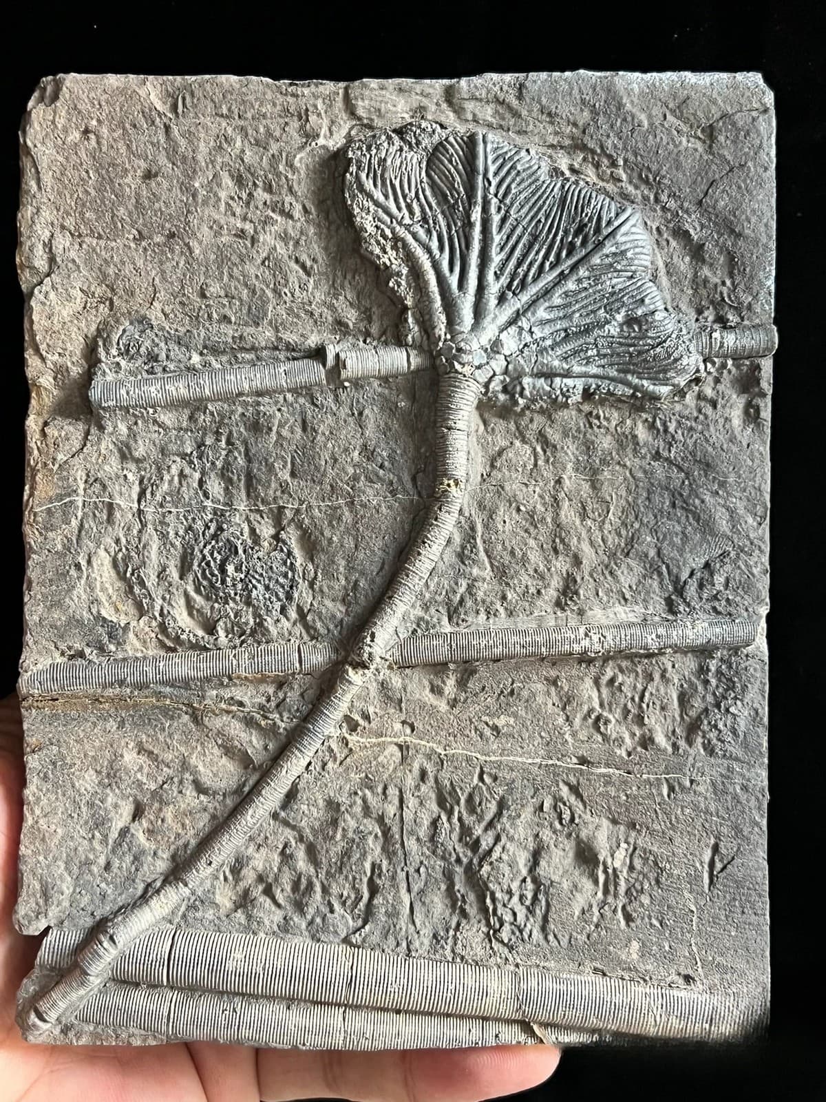 Unique and authentic Guizhou Triassic sea lily fossil A01 3