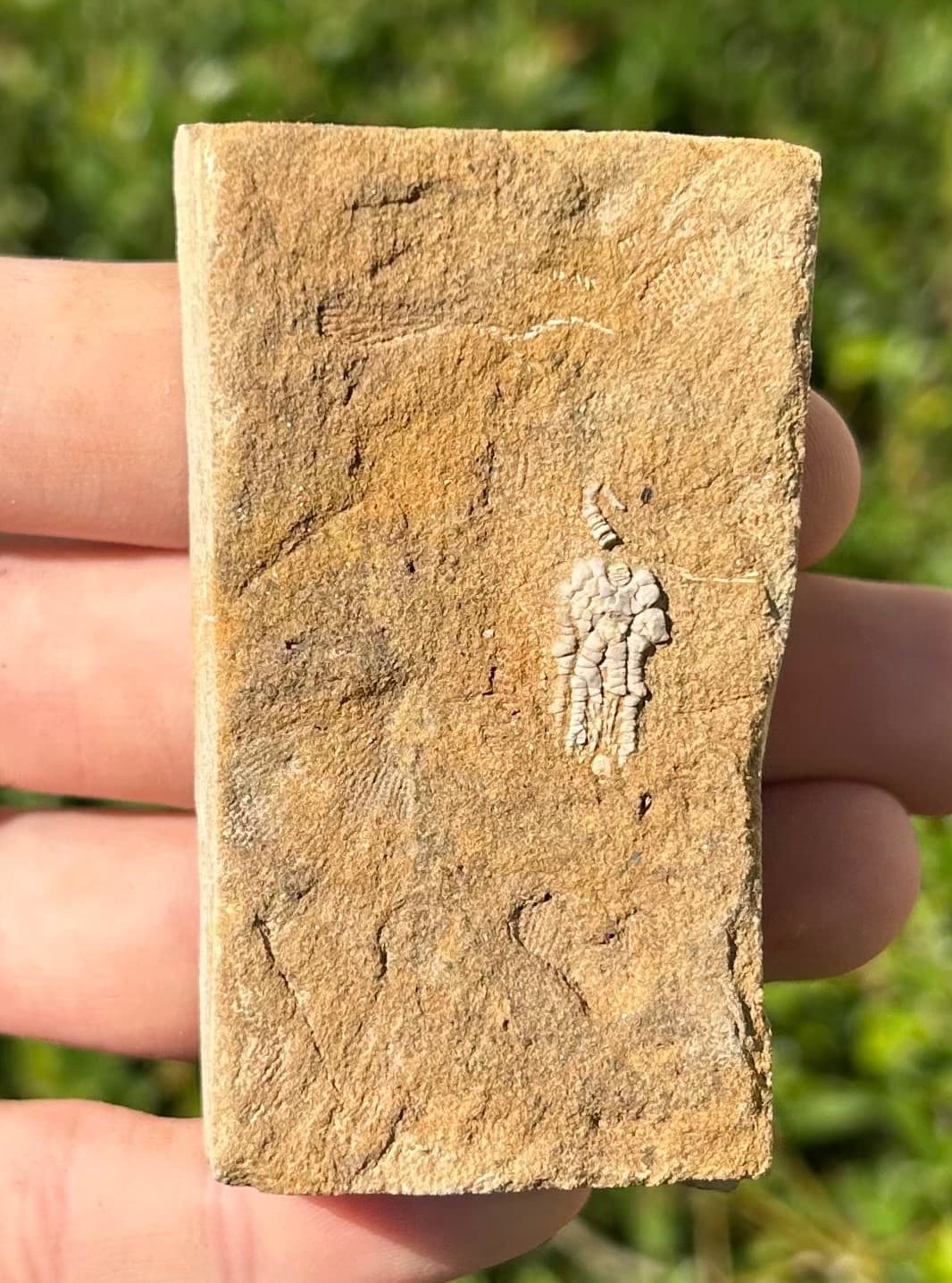 Rare Fossil Crinoid in Matrix Pachylocrinus Alabama Bangor Limestone Formation 4