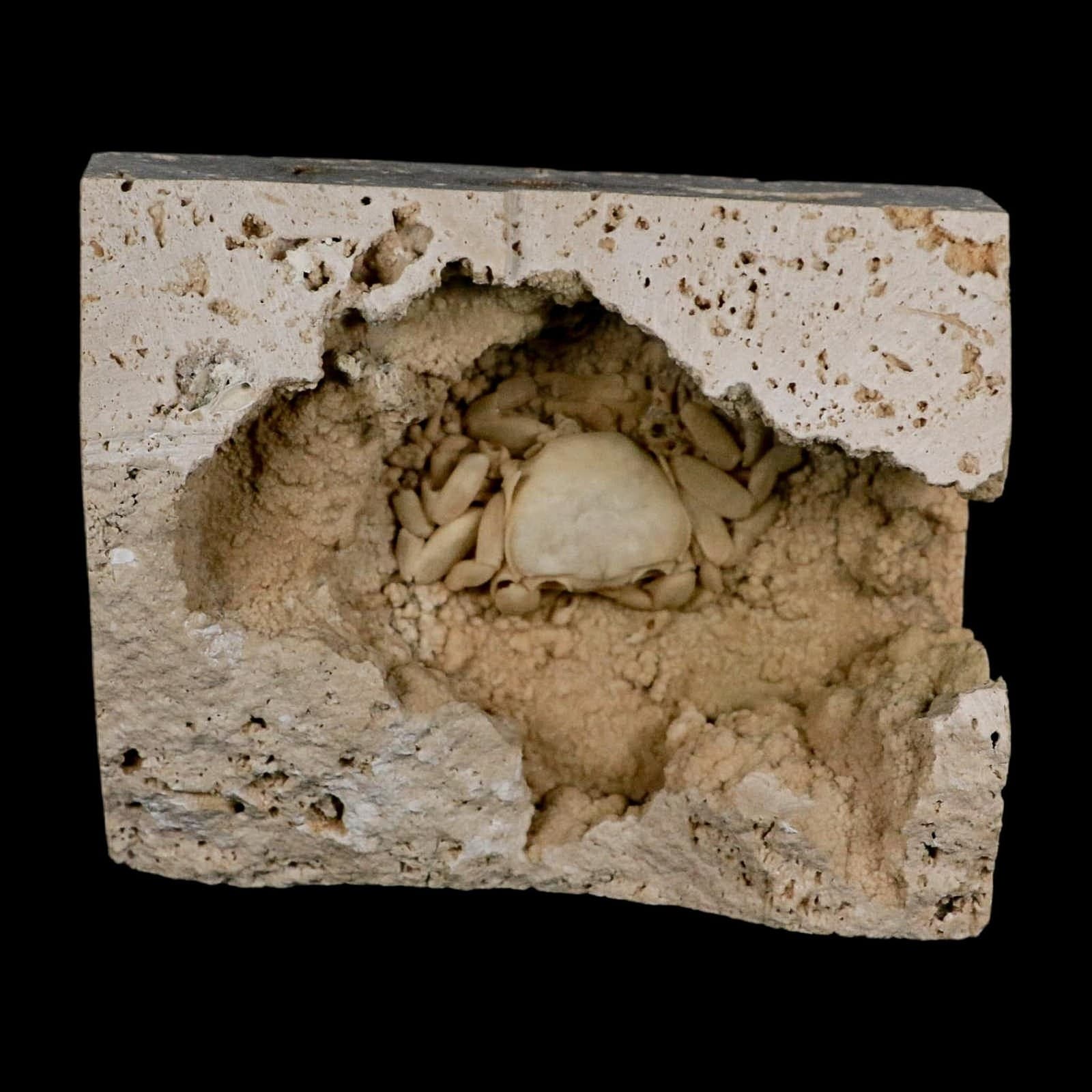 2.2" Potaman Sp Fossil Freshwater Crab In Travertine Denizli Basin Southwest 2