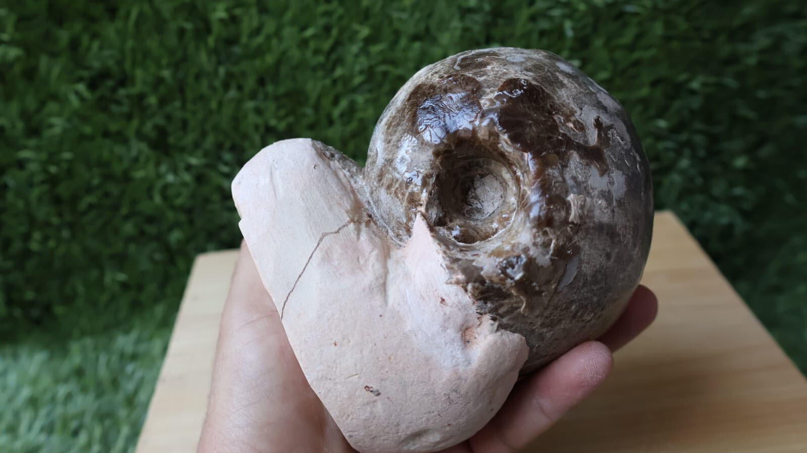 3.5 inch Ammonite Nice Fagesia Ammonite Fossil Moroccan fossils N187 6