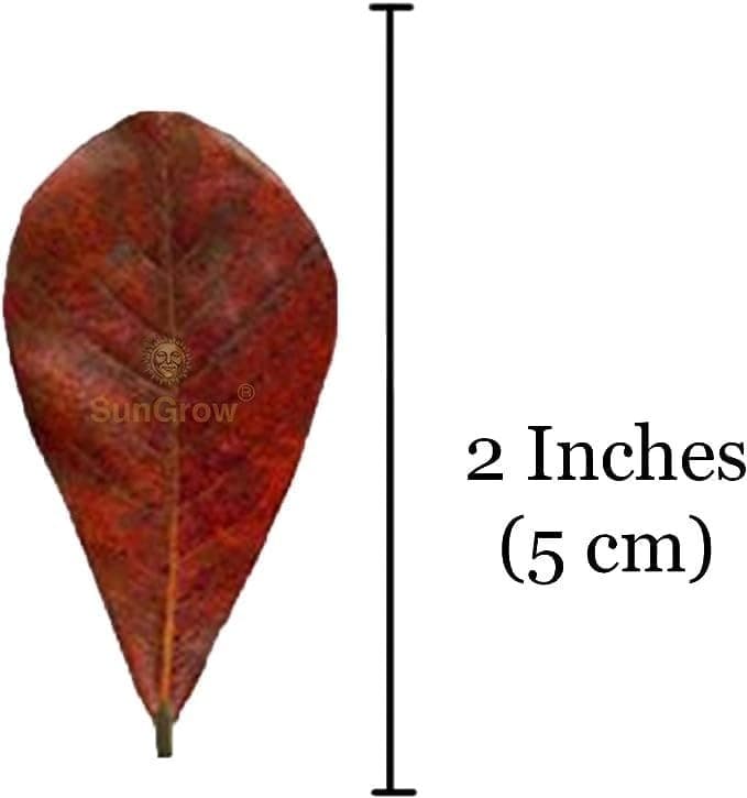 50 Pcs Mini Catappa Indian Almond Leaves for Betta Fish Aquarium, Shrimp, Frogs, 2