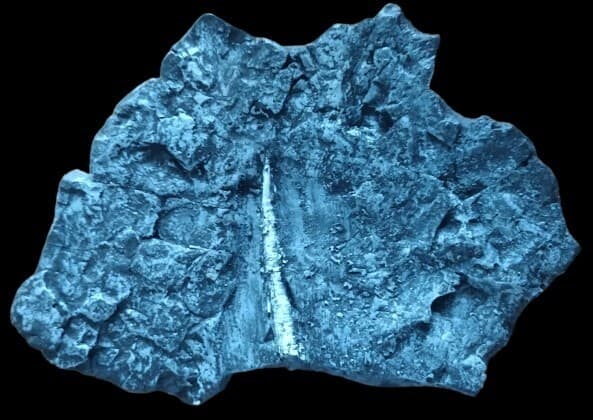 Dentalium Fossil Replica ( Mid miocene Mollusc) From Oregon Coast -paleontology