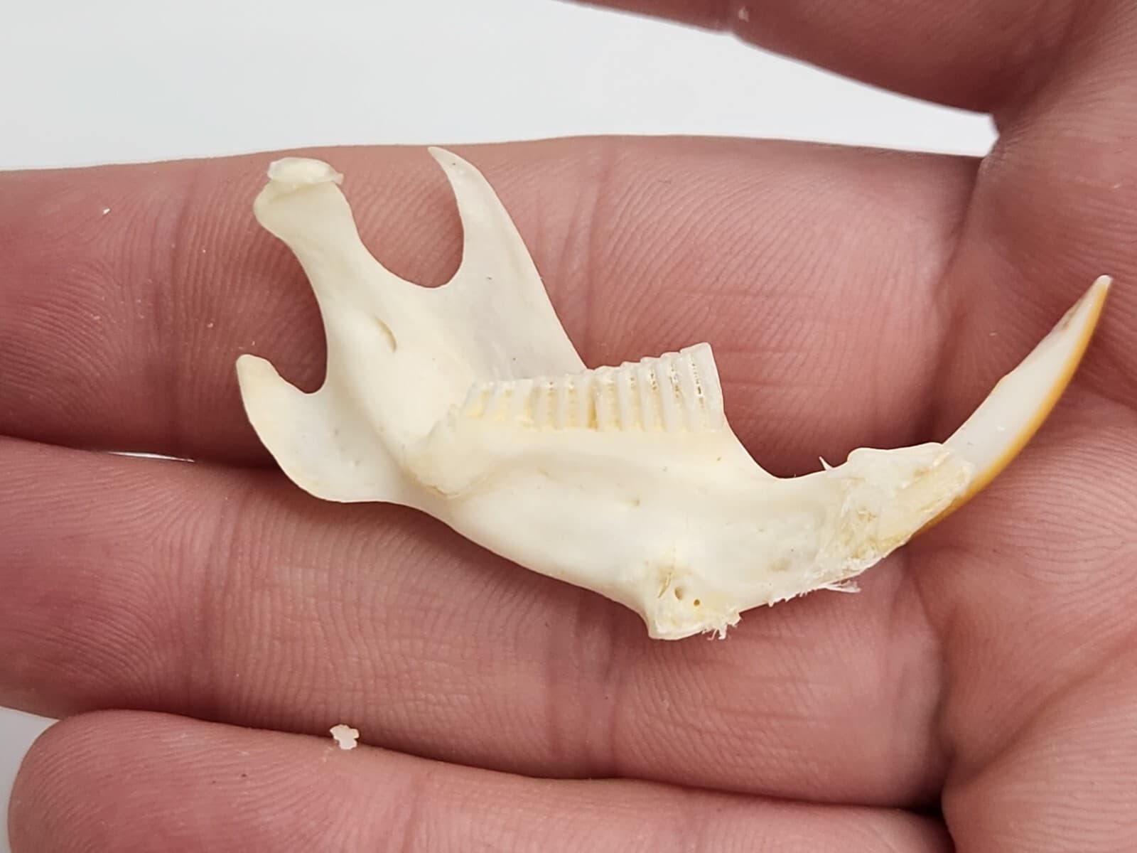 Real Muskrat Half Jaw - A Grade Generic - Ondatra zibethicus - USA  6