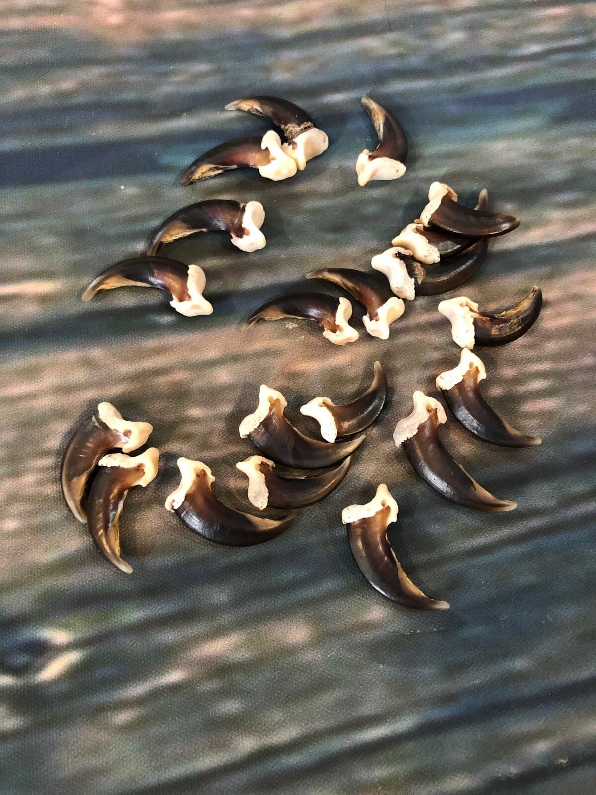 20 REAL COYOTE CLAWS TOES BONE MOUNTAIN MAN CRAFT SKULL JEWELRY EARRING GOTHIC 3