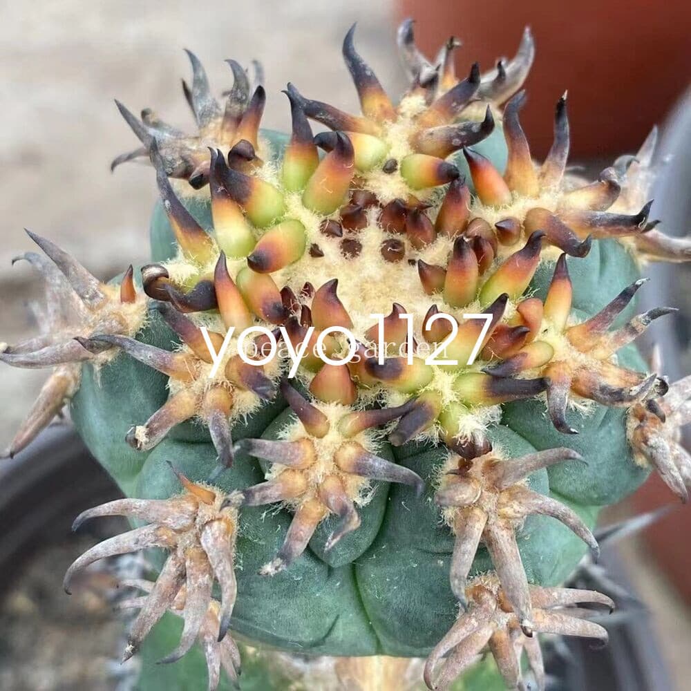 Gymnocalycium spegazzinii v.unguispinum Succulent Cacti Cactaceae Cactus 4-6CM 5