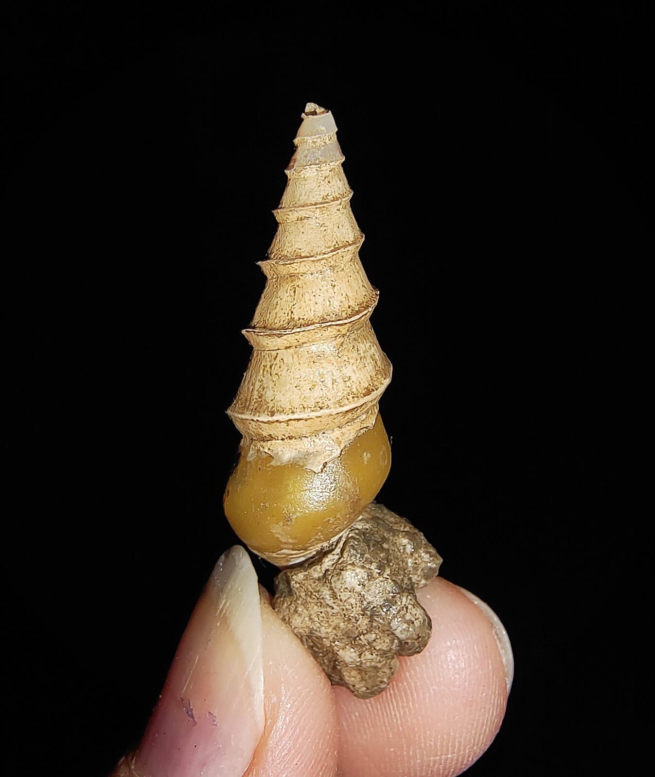 SEA SHELL FOSSIL, GASTROPODA, THIARIDAE, FROM JAVA, INDONESIA, 35MM 2