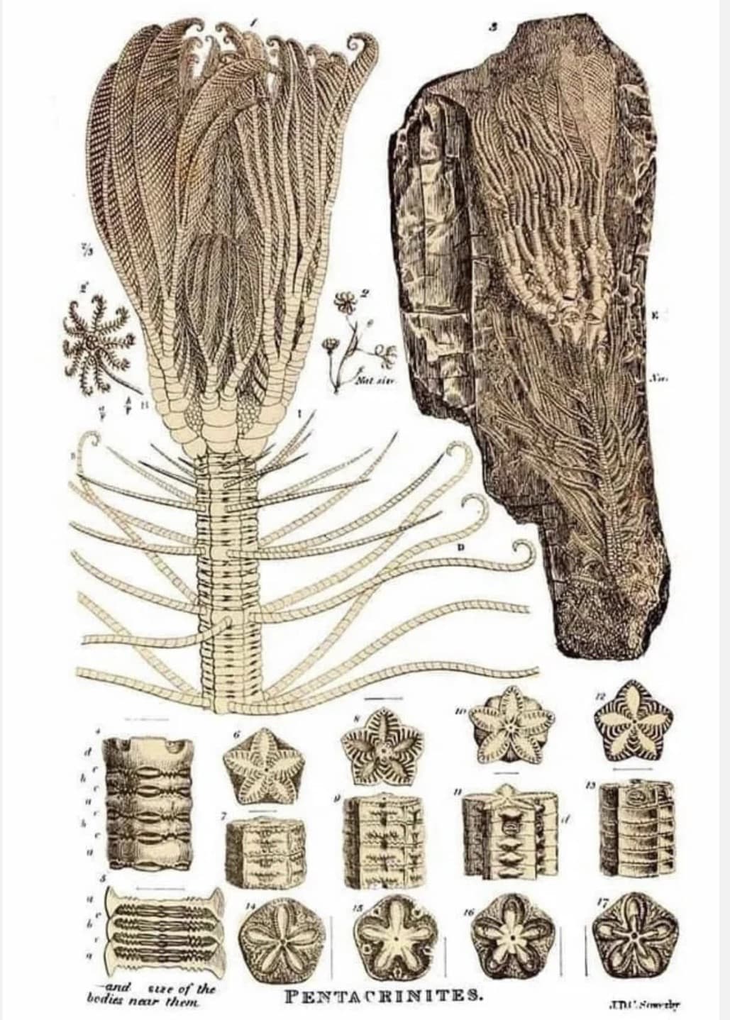 Utah Fossil Star Crinoid Pentacrinus Jurassic Age Echinoderm 4