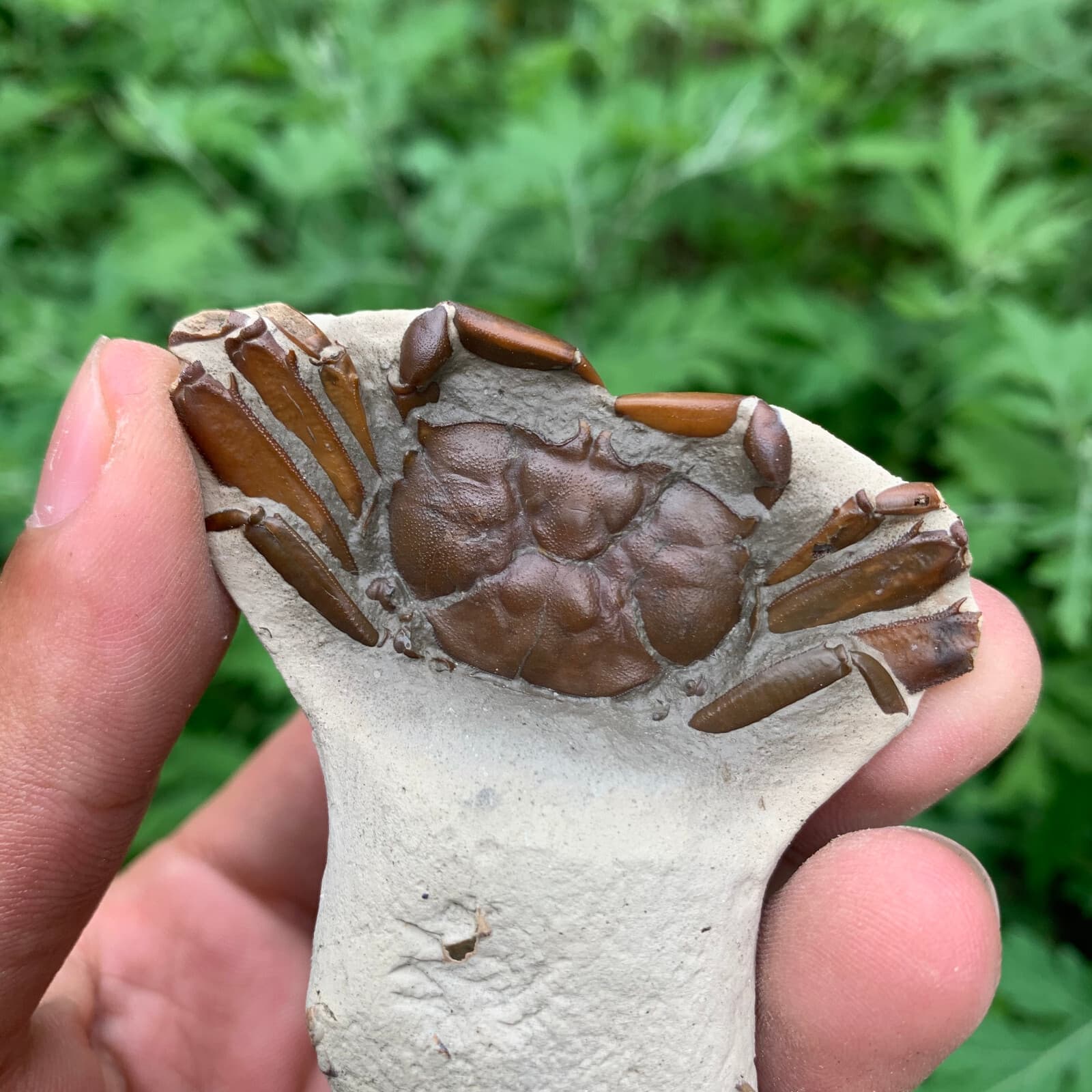 Jurassic Period Perfect Crab Fossil Dinosaur Age 3