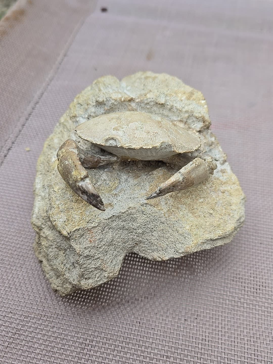 Rare Harpactocarcinus punctulatus Mud Crab Fossil.
