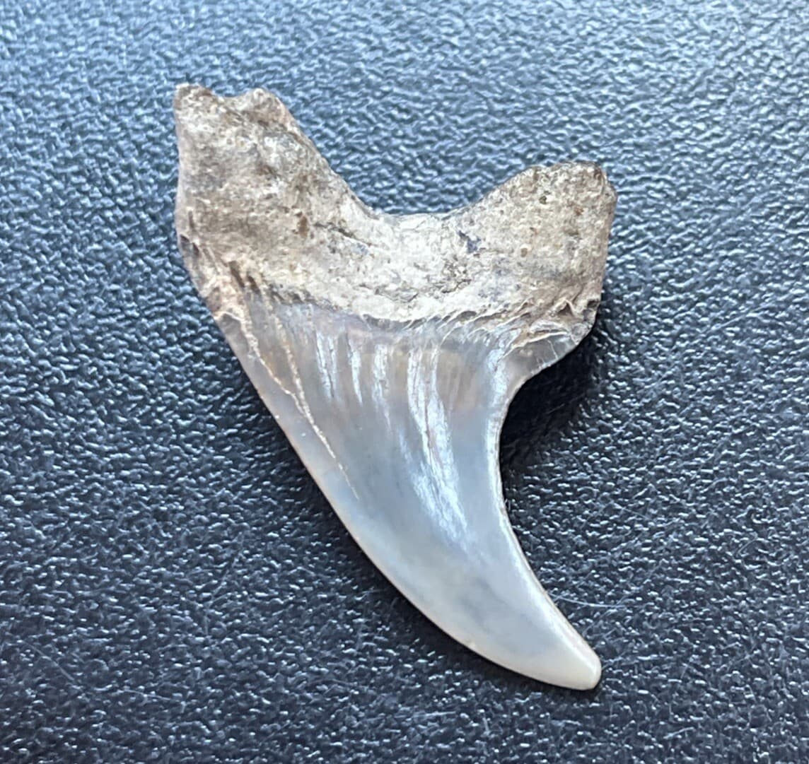 Fossilized Parotodus benedeni Shark  Tooth 2