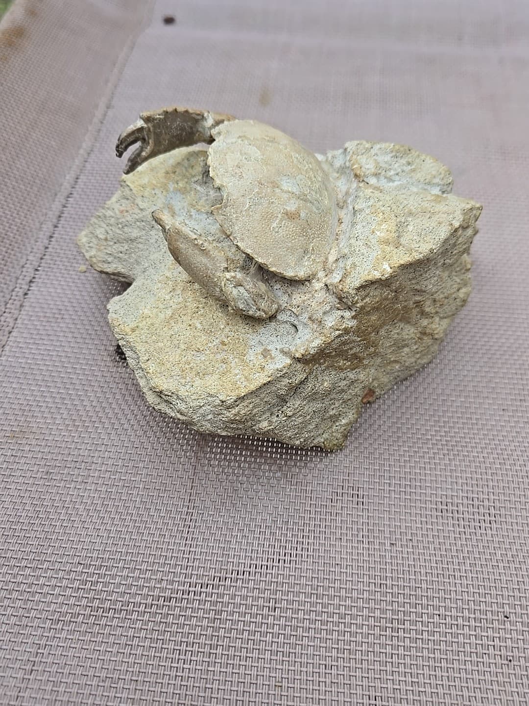 Rare Harpactocarcinus punctulatus Mud Crab Fossil. 4