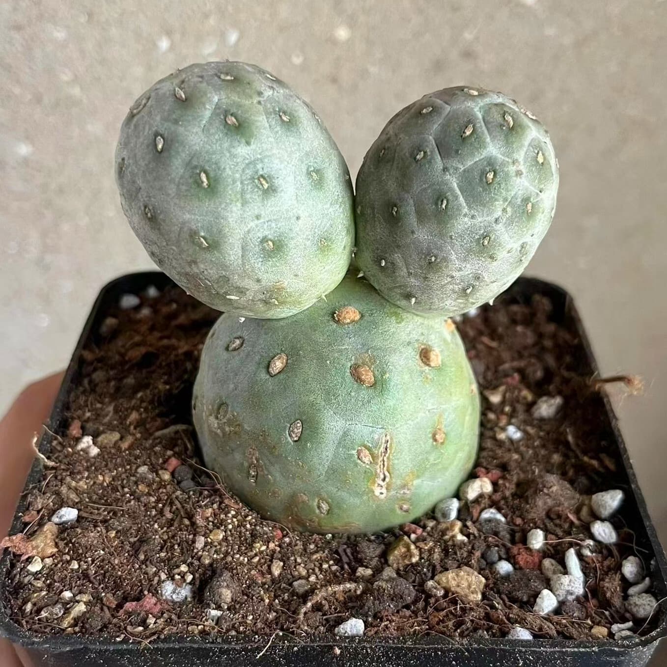 Three balls Tephrocactus geometricus with fewroots cactus Succulent Home Bonsai 3
