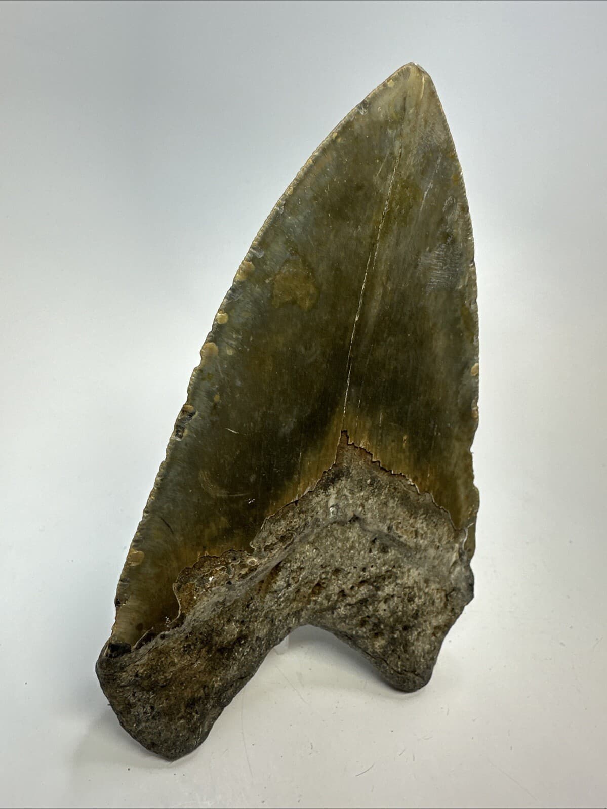 Megalodon Shark Tooth 5.62 inch - Unique Shape - Large Fossil - Authentic 18765 6