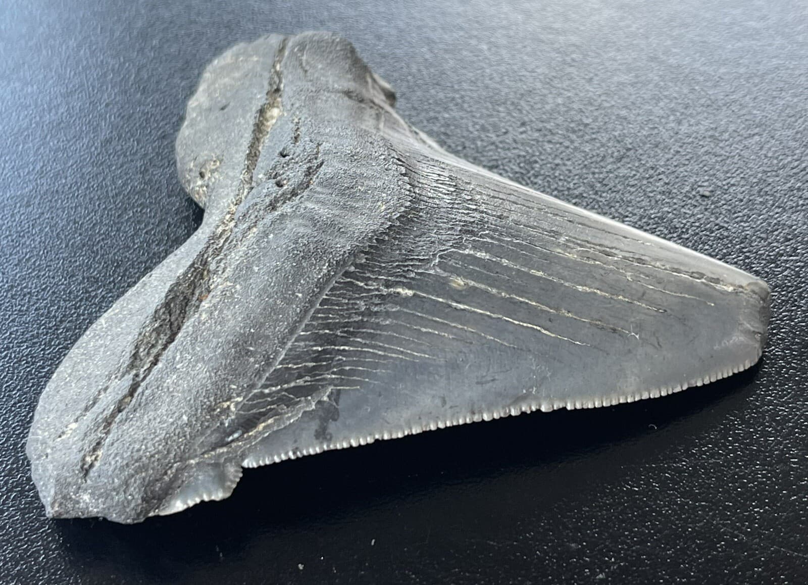 XXL Fossilized Angustidens Shark  Tooth 4