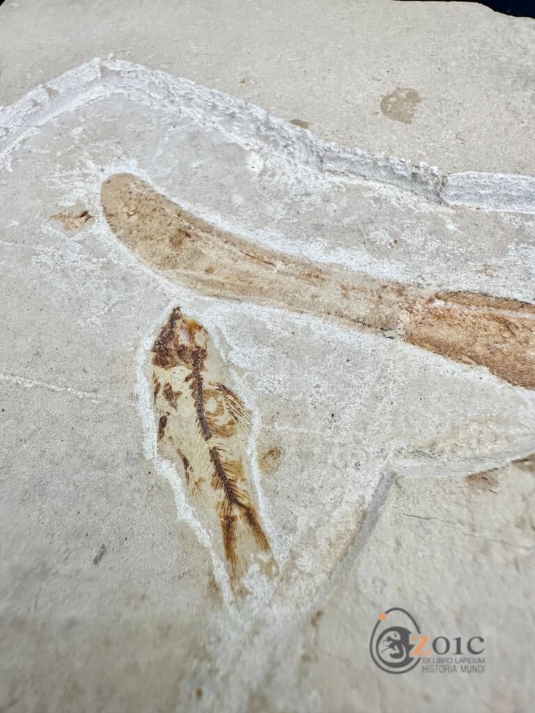 Rare fossil shark Pararhinchodon lehmani - Lebanon - original specimen 3