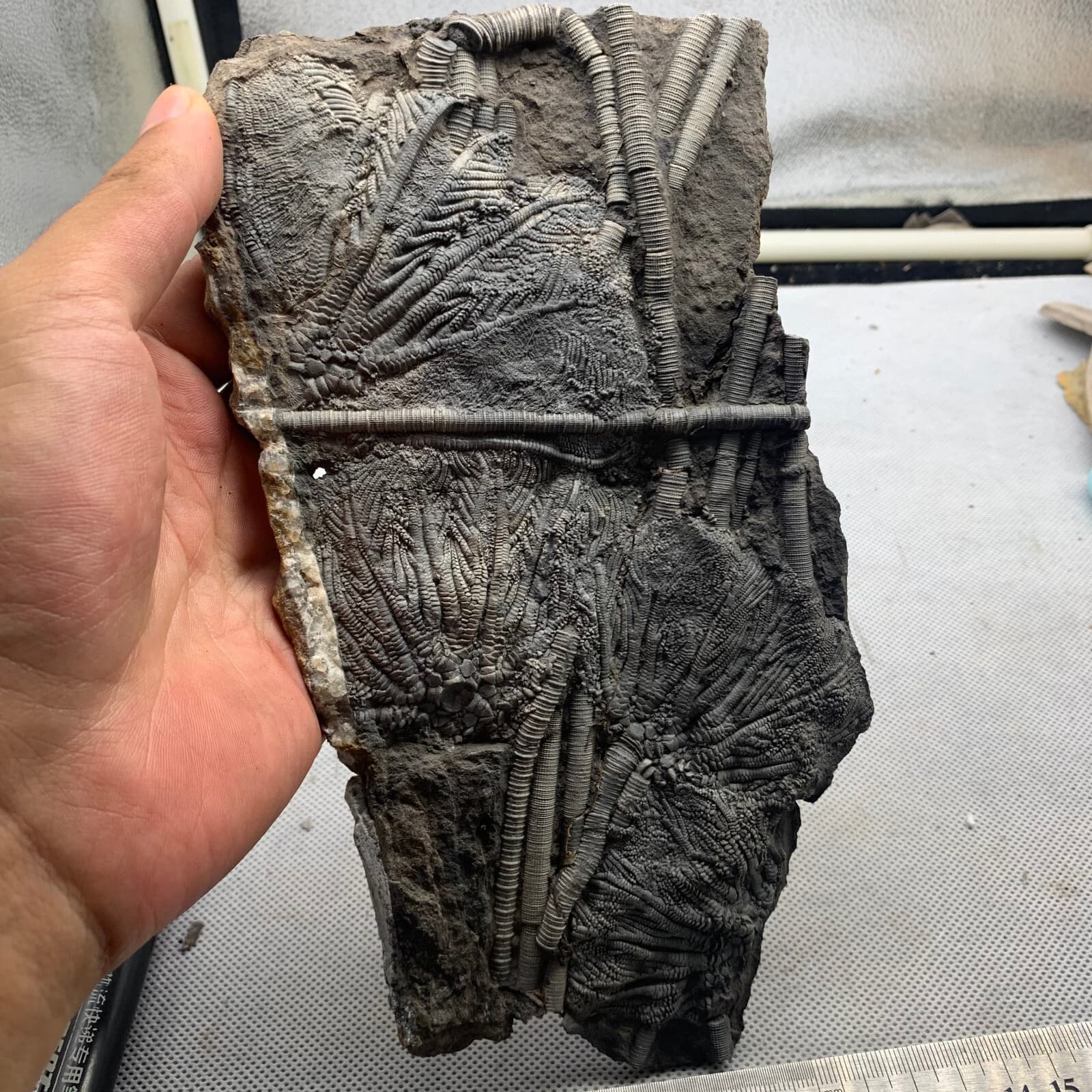 350 grams of fossils of crinoid from the Guanling Biota in Guizhou 4