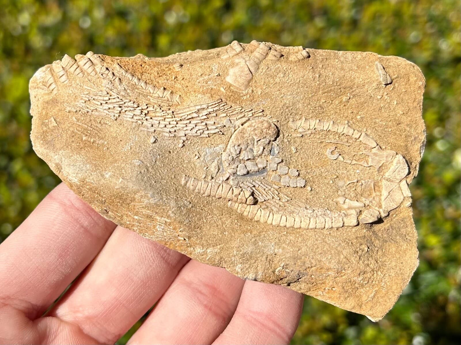 Alabama Fossil Crinoid in Matrix Aphelecrinus Bangor Limestone Fm Echinoderm 2
