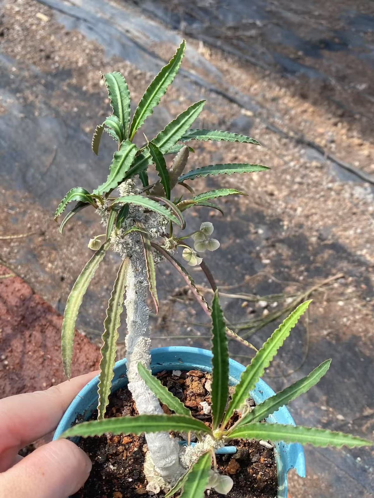 Rareplant Succulent Euphorbia waringiae OwnRoot Garden Décor Boutique 3