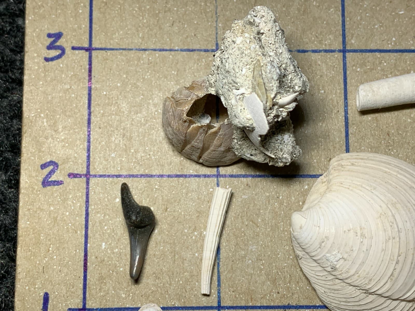 ☆Fossil Specimen 10 Pack - Berkeley Quarry S.C. - Barnacle-Dentalium-Teeth ☆302 4