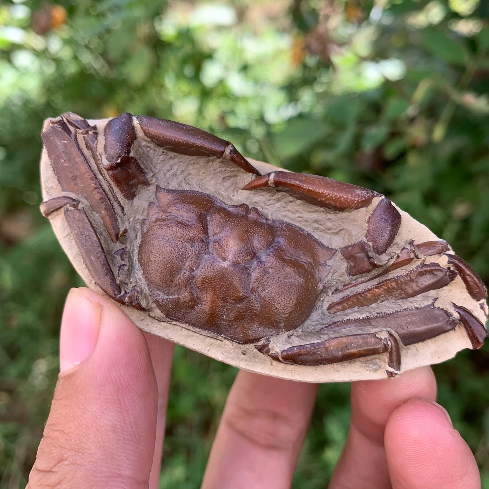 Jurassic Period Perfect Crab Fossil Dinosaur Age 2