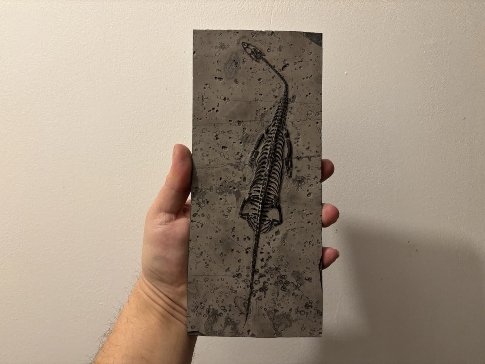 Fossil Dinosaur Keichousaurus From China On Plate!! #2 2