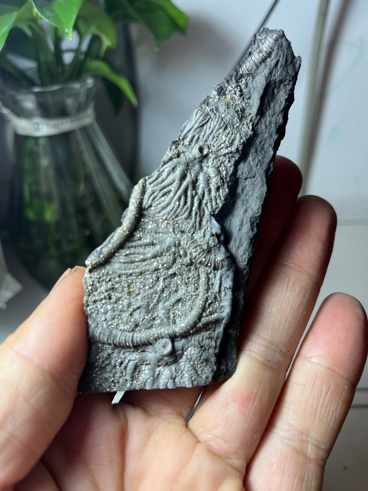 Natural Triassic period prehistoric Jurassic biota crinoids Fossils