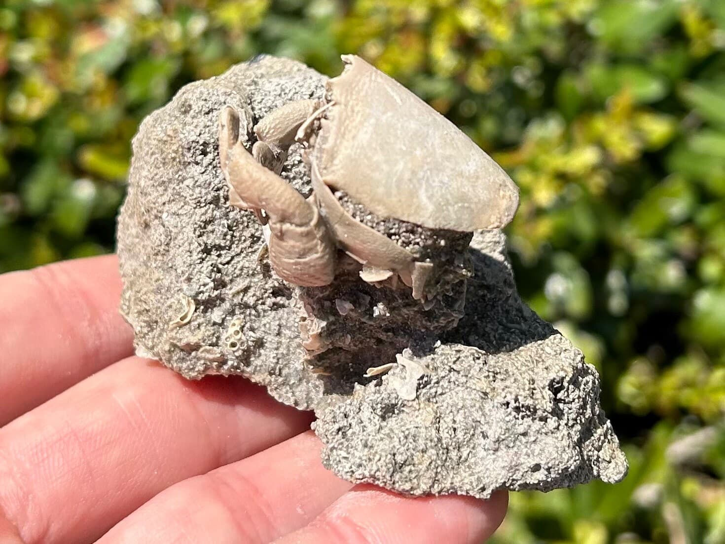 SUPERB Florida Fossil Crab in Matrix Ranilia muriceta Pliocene Crustacean Rare 6