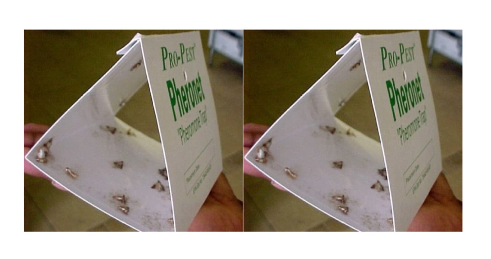 Pantry Moth Traps Indian Meal Moth Traps ( 2 pack ) Bird Seed Flour Moth Traps