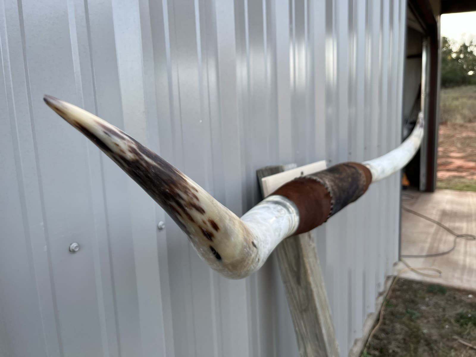 MOUNTED STEER HORNS 5 Feet 5 Inch wide LONGHORN POLISHED MOUNT BULL COW 4