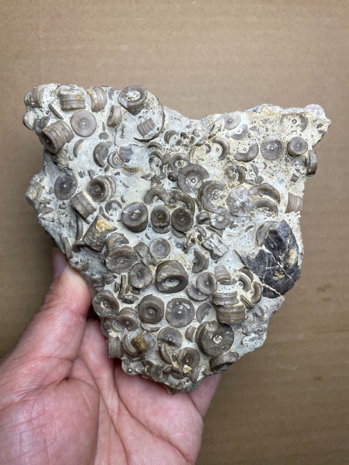 529g Devonian period Crinoid Geologic rock specimen 6