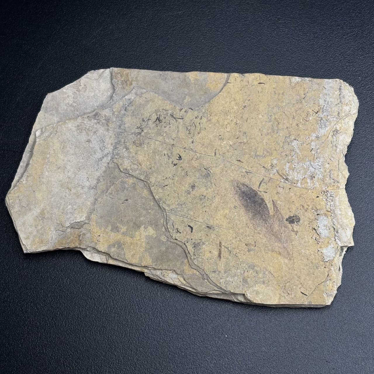 Fossil bird feather - Oligocene Stampian Céreste France - rare and original