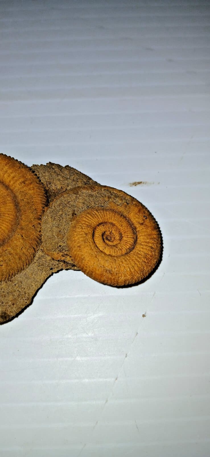 Nice Ammonite Fossil Cluster 5