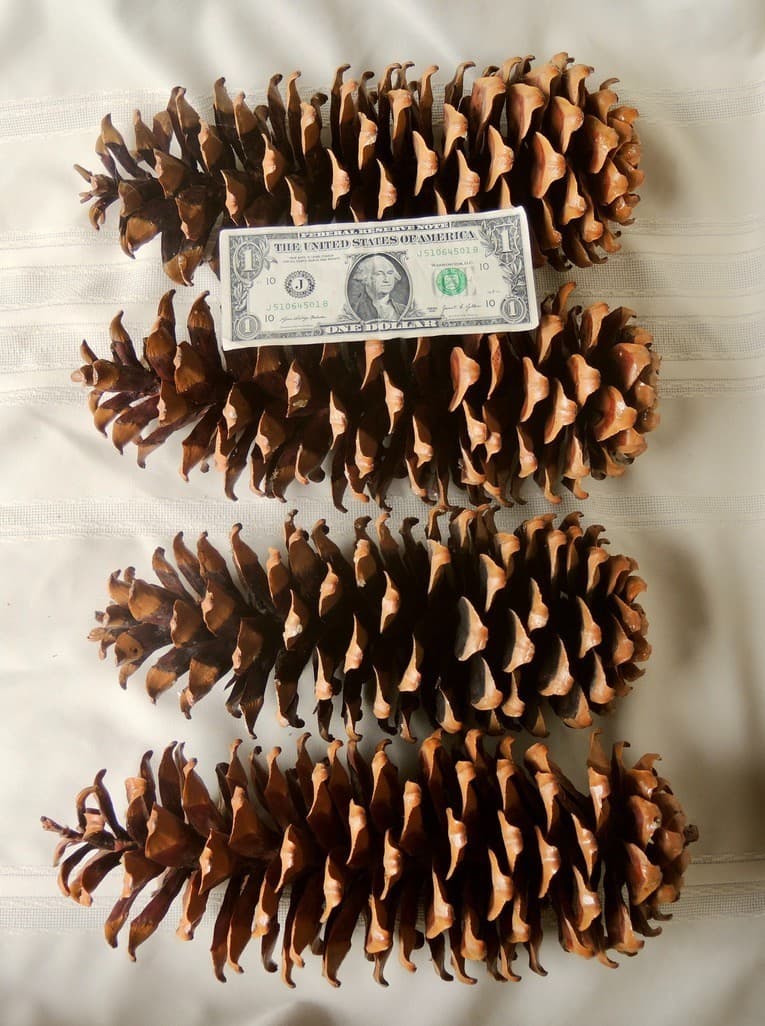 Lot of 4 Golden Giant Sugar Pine Cones 13" 2