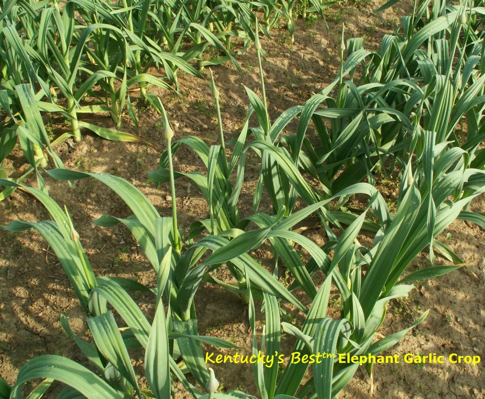 KY'S Best ELEPHANT GARLIC ~ FALL PLANTING - start 20-25 plants + instructions 4