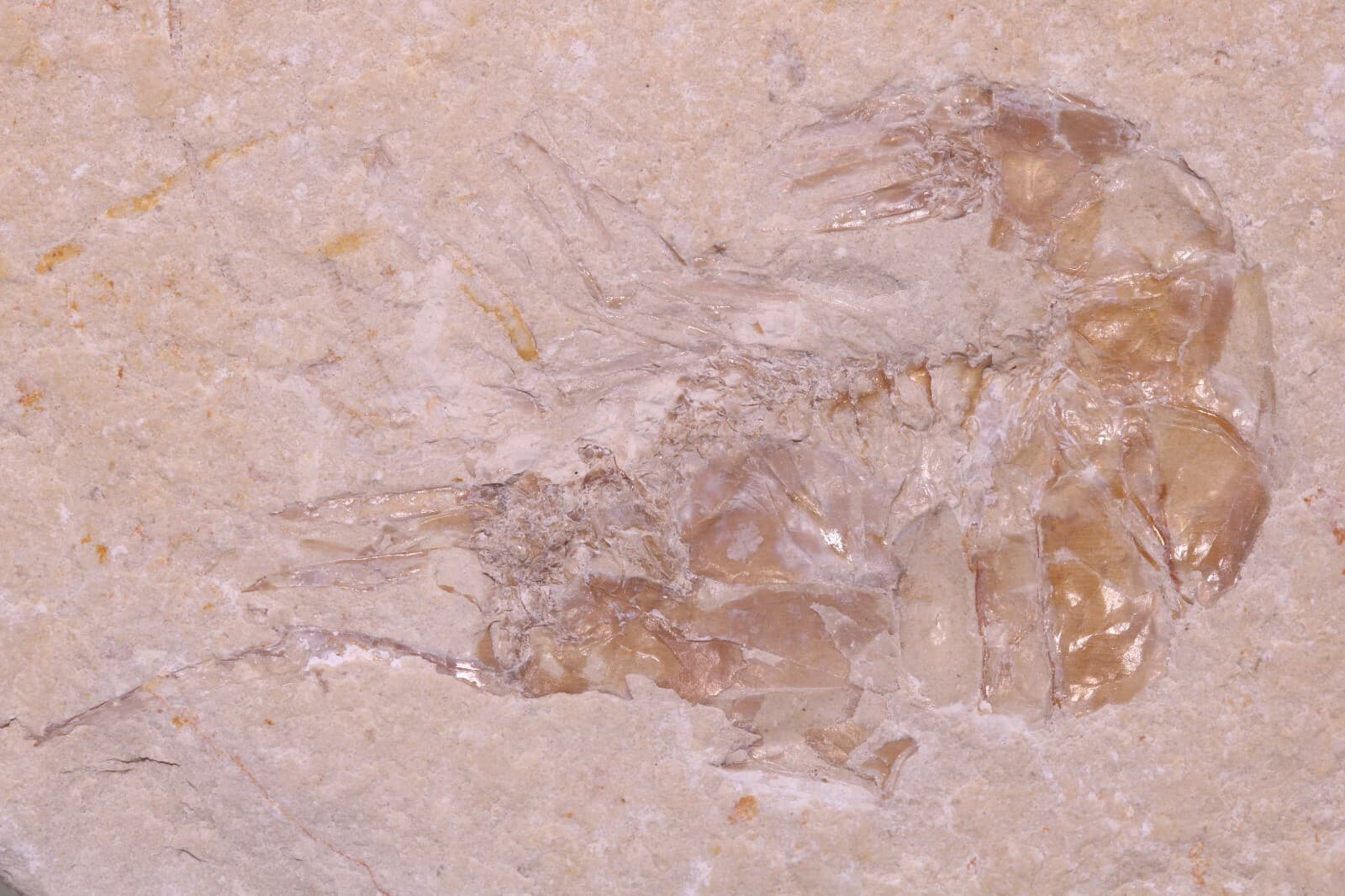 Fossil Nice Shrimp Unpainted & Partial Fish Cretaceous Lebanon COA 3800 6