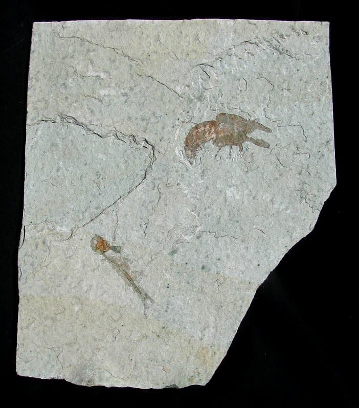 EXTINCTIONS- UNUSUAL LOBSTER AND FISH ASSOCIATION ON LARGE FOSSIL PLATE - COOL!