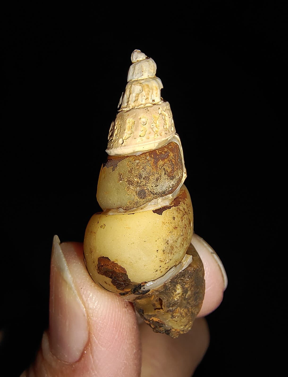 SEA SHELL FOSSIL, GASTROPODA, THIARIDAE, FROM JAVA, INDONESIA, 35MM 3