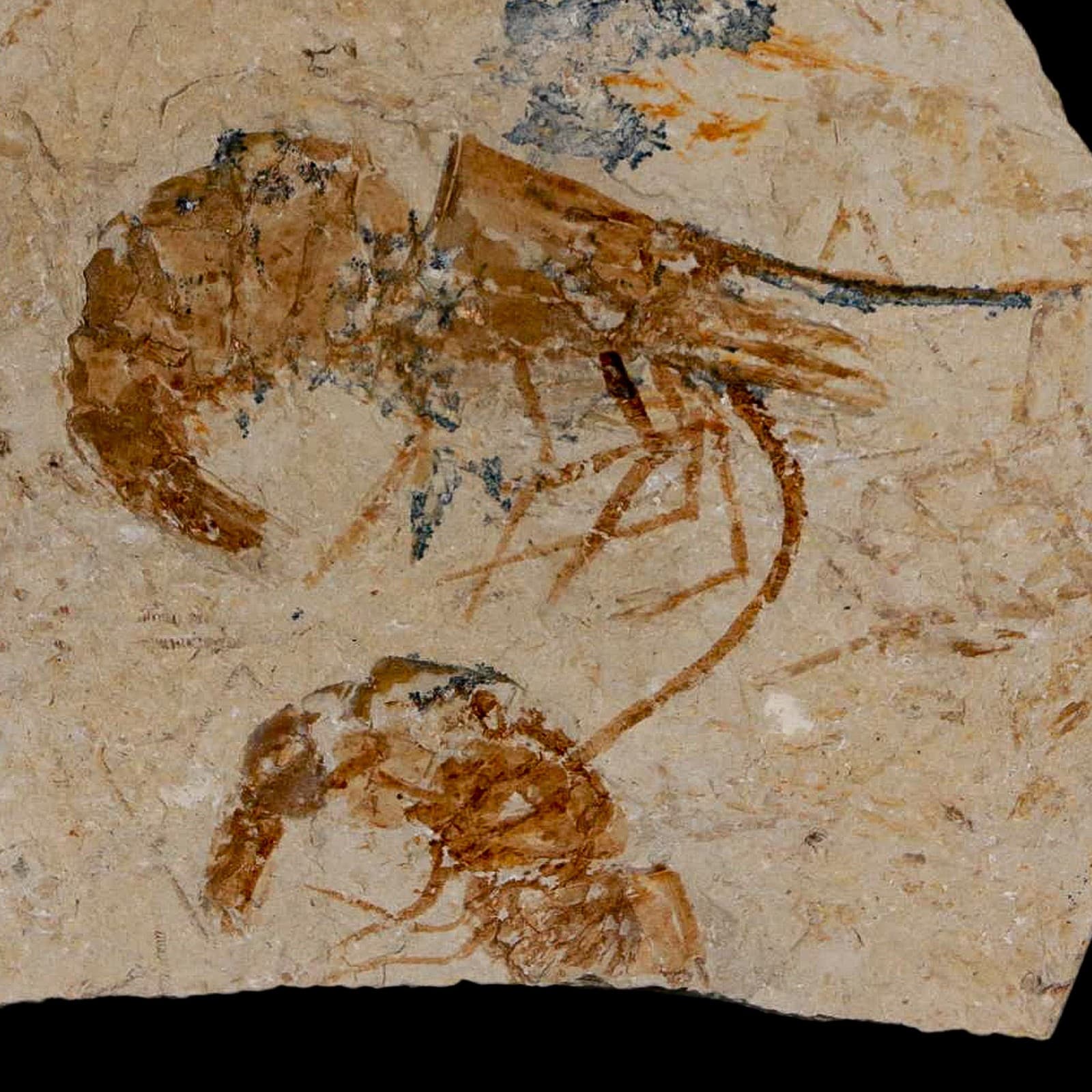 2 Two Fossil Shrimp Carpopenaeus Cretaceous Age 100 Mil Yrs Old Lebanon COA 2