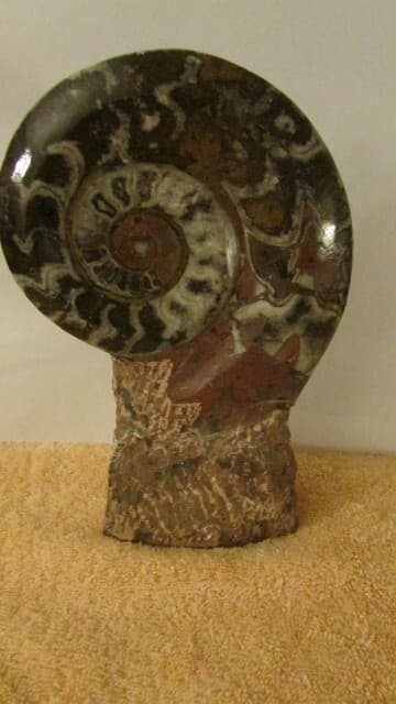 NAUTILUS FOSSIL ROCK 2