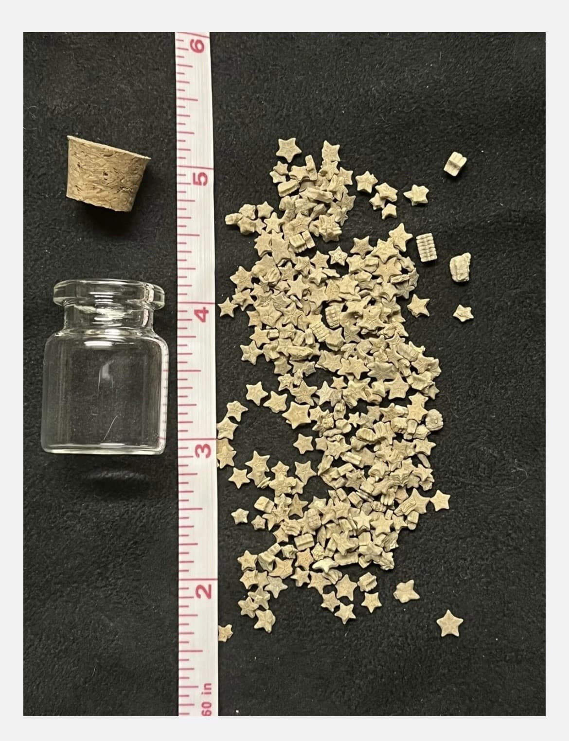 Utah Fossil Star Crinoid Pentacrinus Jurassic Age Echinoderm