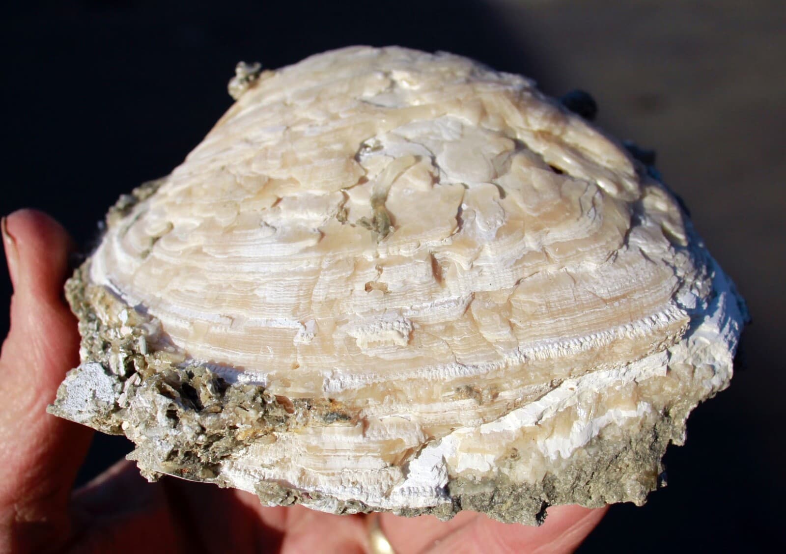 Mercanaria permanga • Fluorescent Fossil Clam from Ruck's Pit, Florida 3